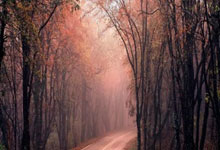 欧博：[亚冠]客场输球 上海申花无缘亚冠八强.